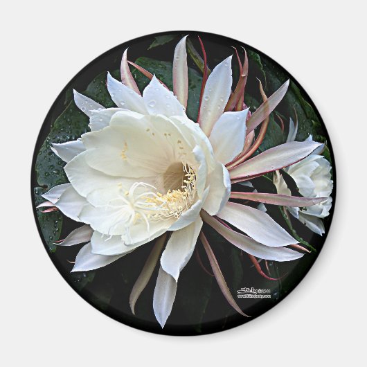 Epiphyte Cactus Blume Magnet (Vorne)