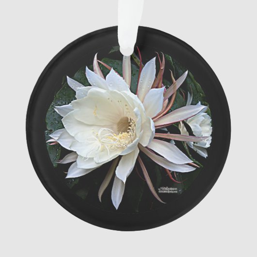 Epiphyte Cactus Blume Ornament (Vorderseite)
