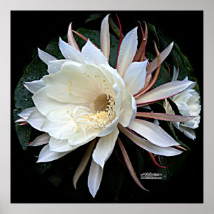 Epiphyte Cactus Blume Poster
