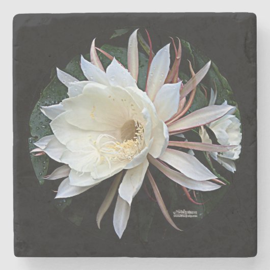 Epiphyte Cactus Blume Steinuntersetzer (Vorderseite)