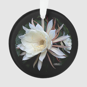 Epiphyten-Kaktus-Blüte Ornament