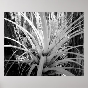 Epiphytische Bodentalandsie sind in Florida häufig Poster