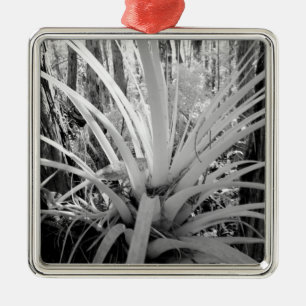 Epiphytische Bodentalandsie sind in Florida häufig Silbernes Ornament