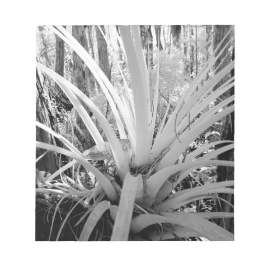 Epiphytische Bodentruppen sind häufig in Florida, Notizblock (Vorderseite)