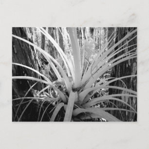 Epiphytische Bodentruppen sind häufig in Florida, Postkarte