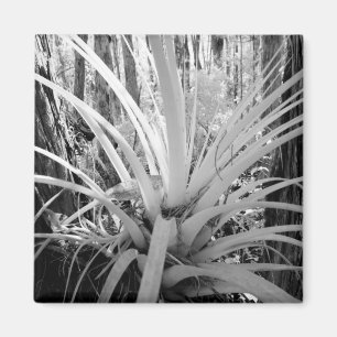 Epiphytische Tillandsien sind häufig in Florida, Magnet