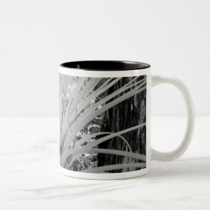 Epiphytische Tillandsien sind häufig in Florida, Zweifarbige Tasse