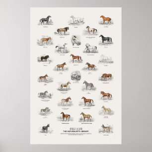 Equiden - Naturalist's Library Poster