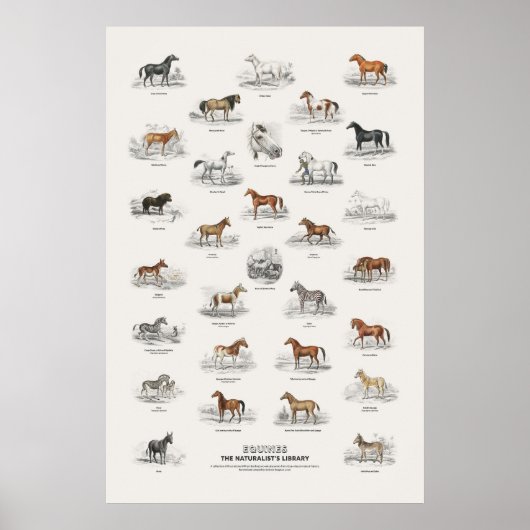 Equiden - Naturalist's Library Poster (Vorne)