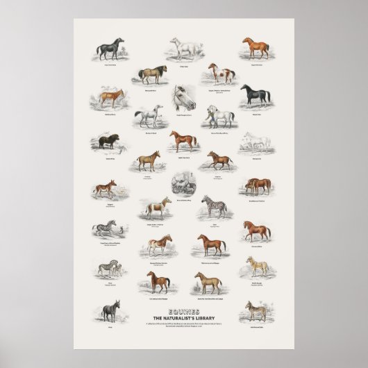 Equiden - Naturalist's Library Poster (Vorne)