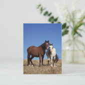 Equine Buddies Postkarte (Stehend Vorderseite)