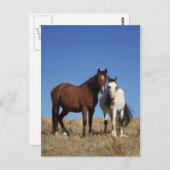 Equine Buddies Postkarte (Vorne/Hinten)