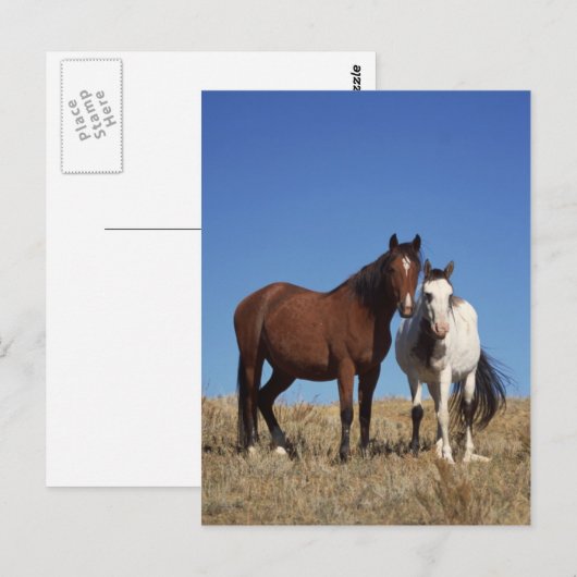 Equine Buddies Postkarte (Vorne/Hinten)