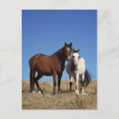 Equine Buddies Postkarte (Vorderseite)