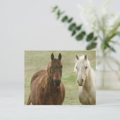 Equine Buddies Postkarte (Stehend Vorderseite)