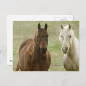 Equine Buddies Postkarte (Vorne/Hinten)