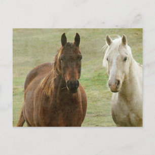 Equine Buddies Postkarte