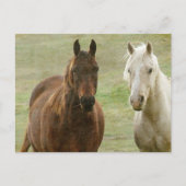 Equine Buddies Postkarte (Vorderseite)