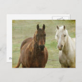 Equine Buddies Postkarte (Vorne/Hinten)