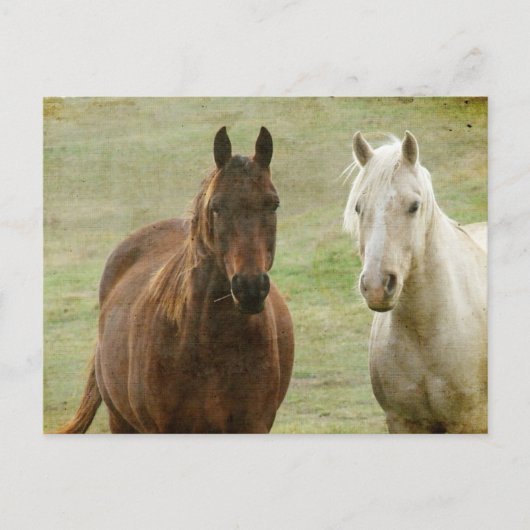 Equine Buddies Postkarte (Vorderseite)