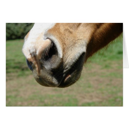 Equine Nose (Vorderseite (Horizontal))