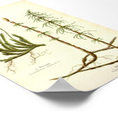 Equisetum arvense & Lycopodium clavatum Poster (Ecke)