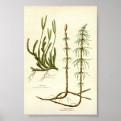 Equisetum arvense & Lycopodium clavatum Poster (Vorne)