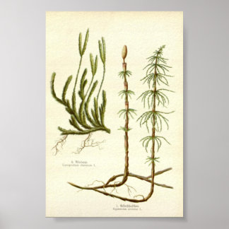 Equisetum arvense & Lycopodium clavatum Poster