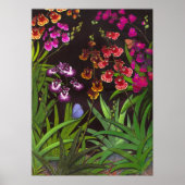Equitant Oncidium Tolumnia Orchideen Print Poster (Vorne)
