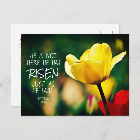 Er hat RISEN Bible Verse Tulips Osterfeier Postkarte (Vorne/Hinten)