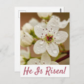 "Er ist Risen" Auferstehung Sonntag Postkarte (Vorne/Hinten)
