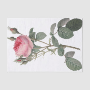 Erblassen Sie - das rosa Vintage Rosenmalen Seidenpapier
