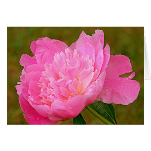Erblassen Sie - rosa Pfingstrose auf Produkten