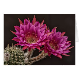 Erblühen von Antimaterie