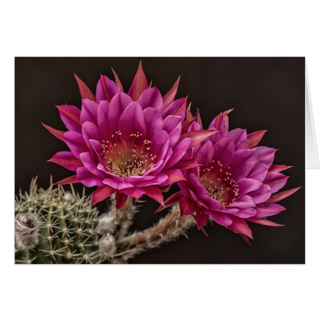 Erblühen von Antimaterie (Vorderseite (Horizontal))