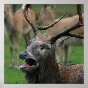 Erbrechen Hirsch: Poster