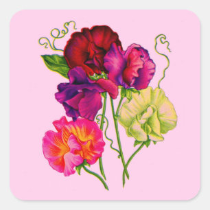 Erbse, lila und rosa quadratischer aufkleber