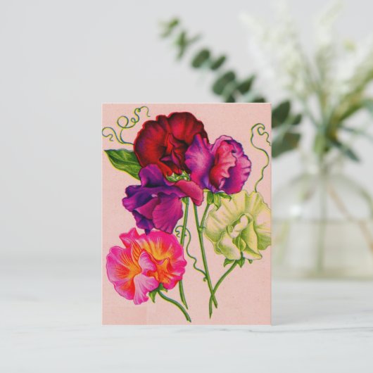 Erbsen in lila und rosa postkarte (Stehend Vorderseite)