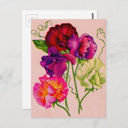 Erbsen in lila und rosa postkarte (Vorne/Hinten)