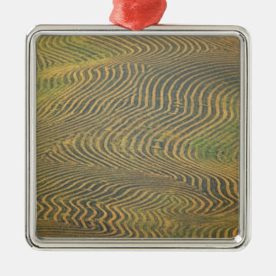 Erbsen von Linsenerbsen, gesäumt und auf die Ernte Silbernes Ornament