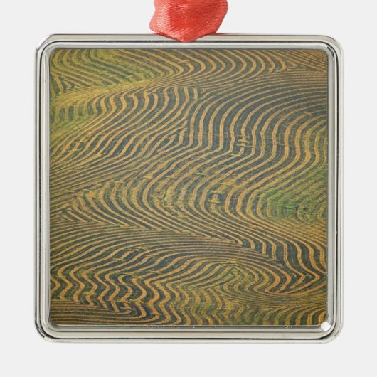 Erbsen von Linsenerbsen, gesäumt und auf die Ernte Silbernes Ornament (Vorne)