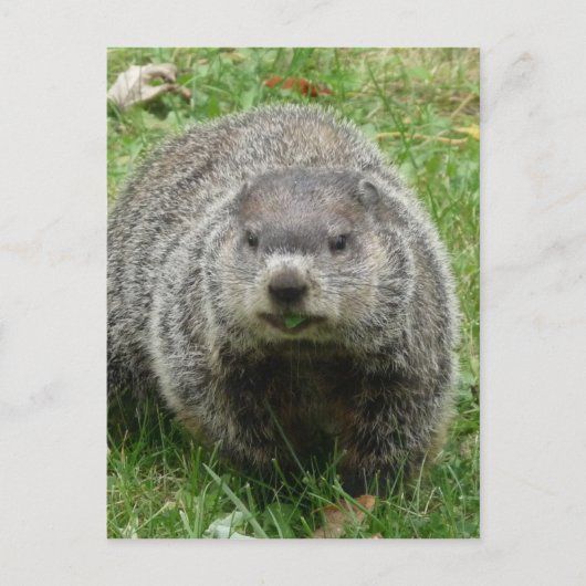 Erdbebenessen Postkarte (Vorderseite)