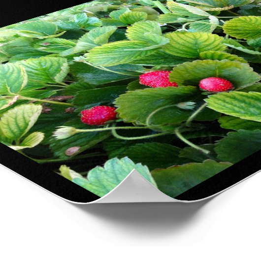 Erdbeer-Patch Poster (Ecke)
