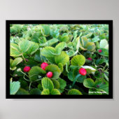 Erdbeer-Patch Poster (Vorne)