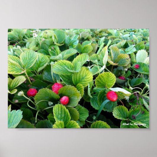 Erdbeer-Patch Poster (Vorne)