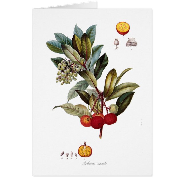 Erdbeerbaum (Arbutus unedo) (Vorne)