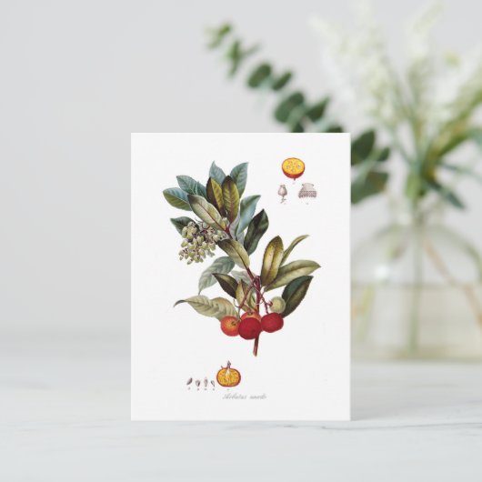 Erdbeerbaum (Arbutus unedo) Postkarte (Stehend Vorderseite)