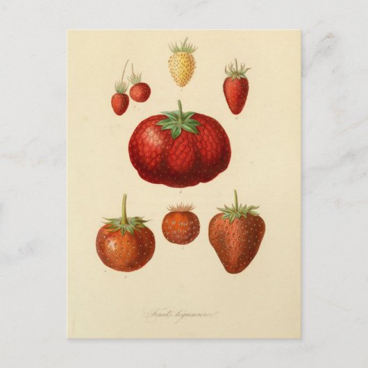 Erdbeere Berries Botanische Vintage Postkarte (Vorderseite)