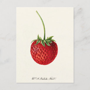 Erdbeere (Fragaria) Aquarellmalerei der Frucht Postkarte