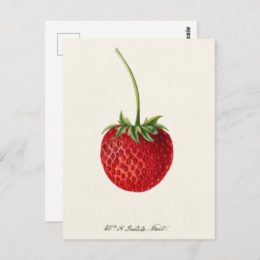 Erdbeere (Fragaria) Fruchtfarbe Postkarte (Vorne/Hinten)